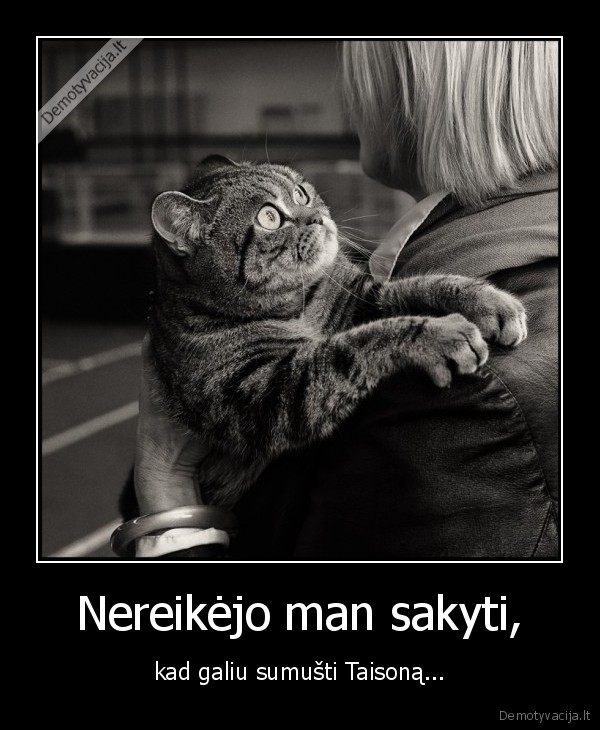 katinas,taisonas,boksas