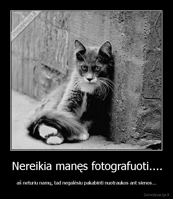 benamis, katinas,katinas, be, namu,bename, kate,kates, nuotrauka,fotografija