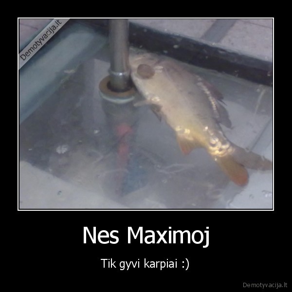 Nes Maximoj