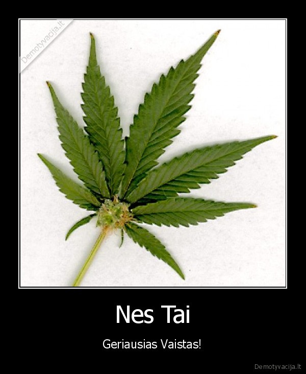 ganja, narkotikai, zole, vaistas, gydo, as, tu, ir, jis, nedarau, nieko, neteiseto