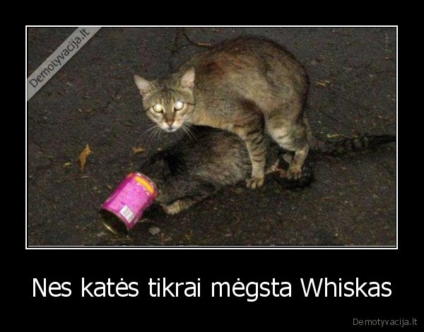Nes katės tikrai mėgsta Whiskas