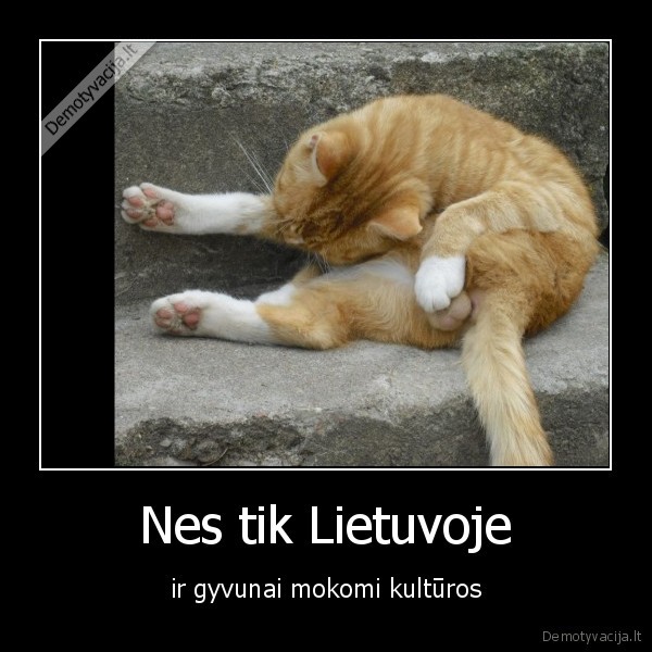 gyvunai,lietuva,kultura,katinai