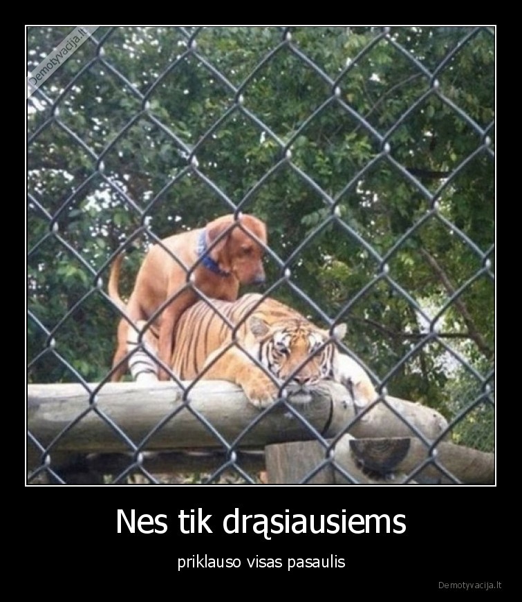 drasus,suo,tigras,drasa,pasaulis