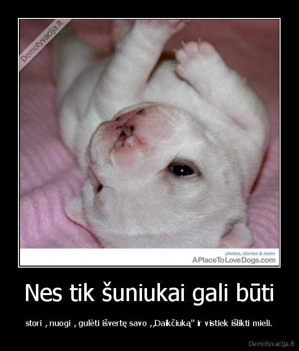 visi, gyvunai, nuostabus