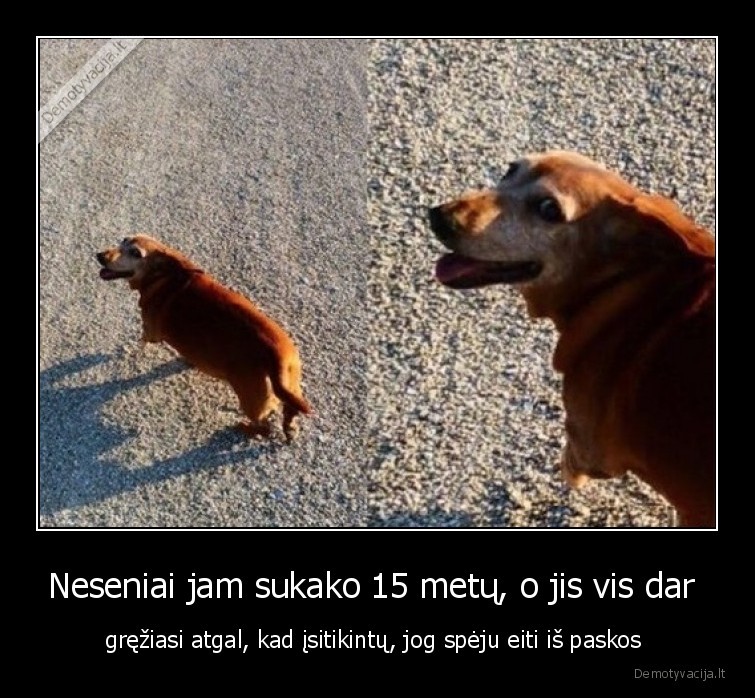 suo,senas,meile,seimininkui