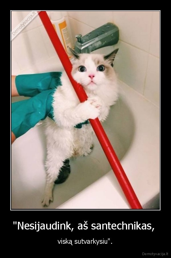 kate,katinjas,santechnikas