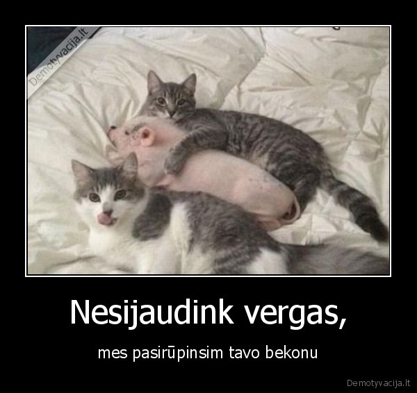 katinai,bekomas,parsiukas