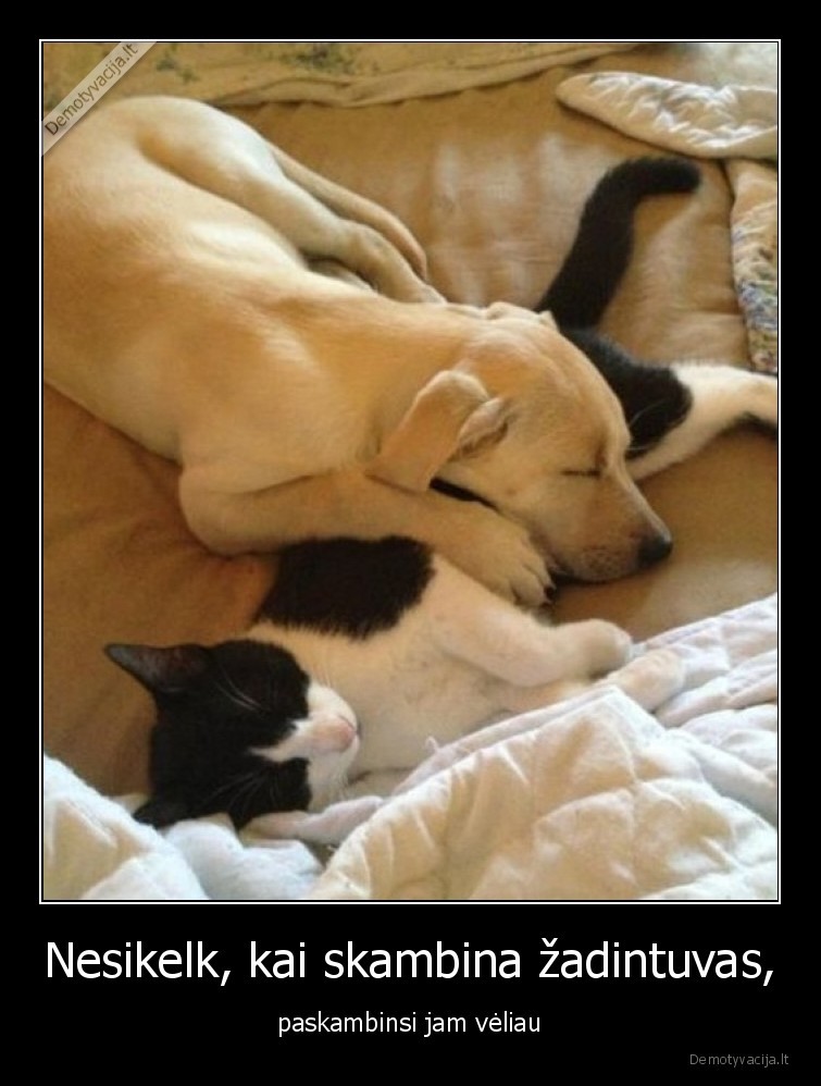 katinas,suo,miegas,zadintuvas