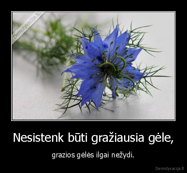 Nesistenk būti gražiausia gėle,