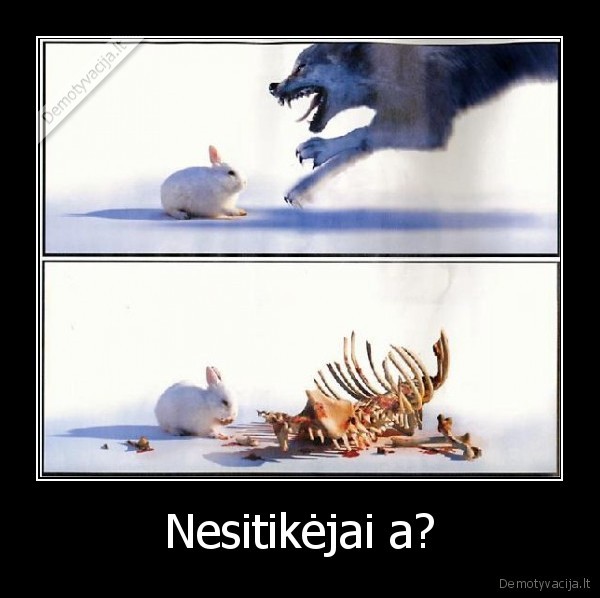 vilkas, pries, zuiki