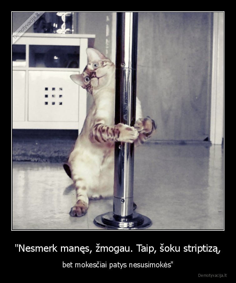 kate,katinas,striptizas,mokesciai