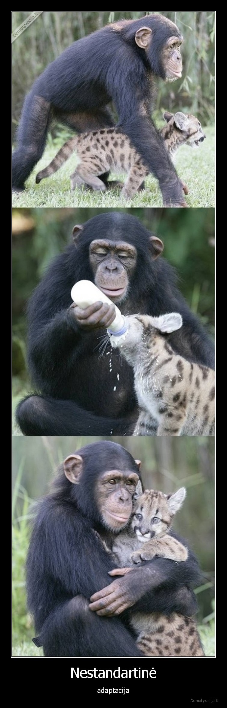 adaptuoti,gyvunai,bezdzione