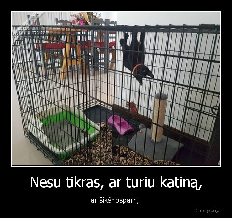 katinas,siksnosparnis