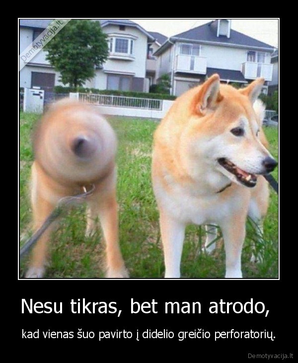 suo,perforatorius,greitis