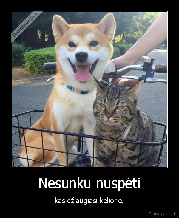 kate,katinas,suo,kelione