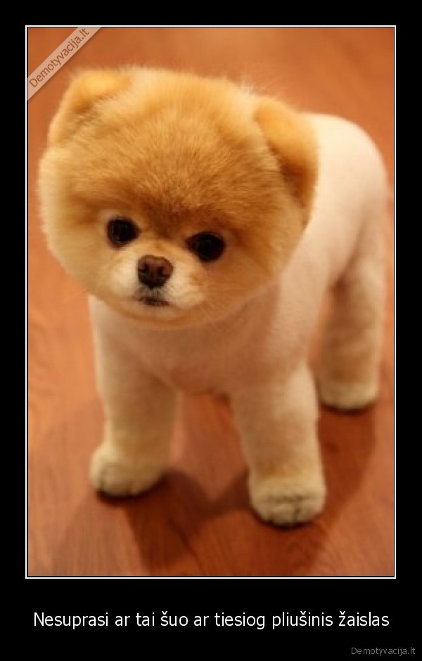 Nesuprasi ar tai šuo ar tiesiog pliušinis žaislas