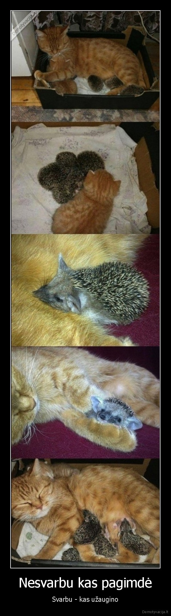 kate, augina, eziukus,mazi, eziukai