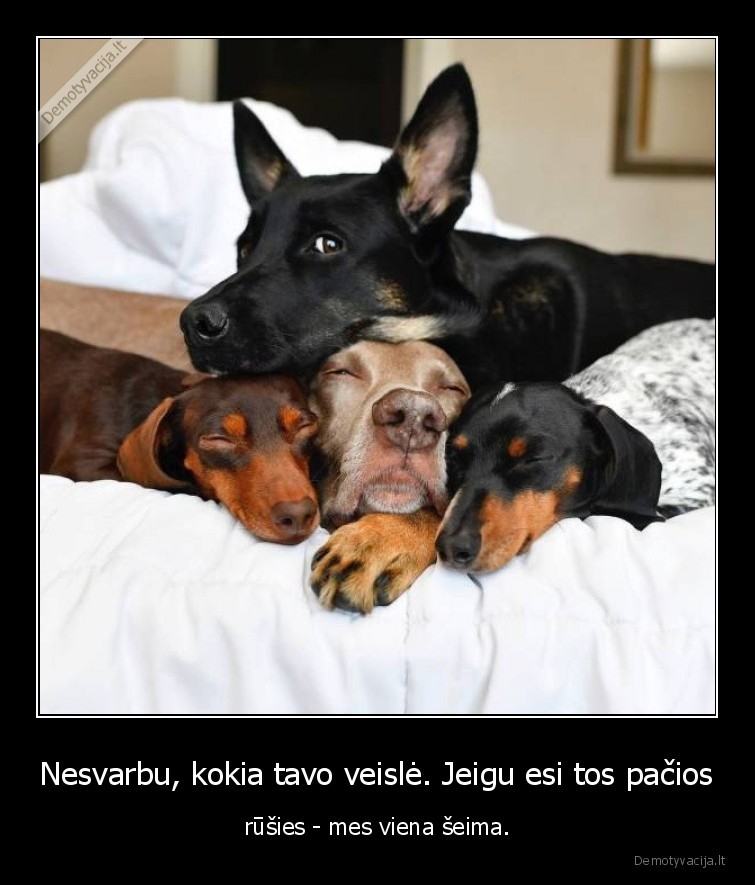 veisle,rusis,seima,sunys,augintiniai,gyvunai,suo,miega