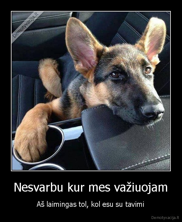 suns, istikimybe,suo