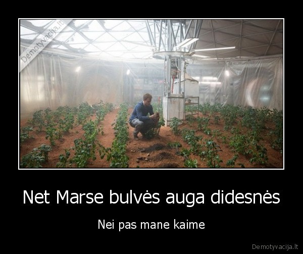 bulves,marsietis,bulves, marse