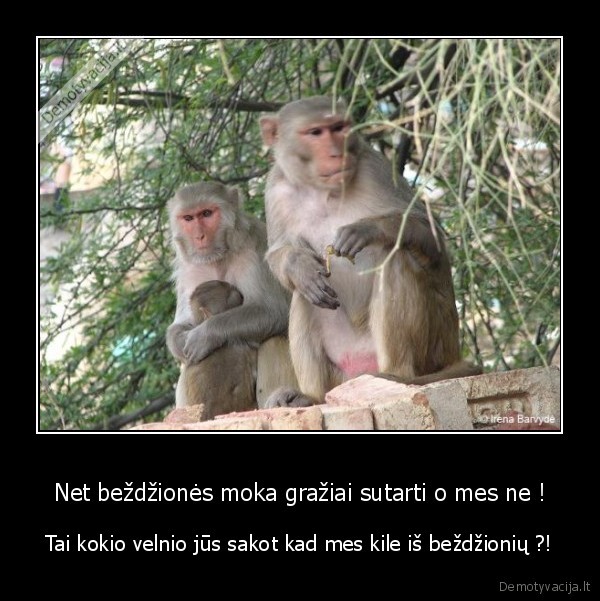 Net beždžionės moka gražiai sutarti o mes ne !