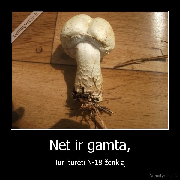 gamta,istvirkimas,grybas