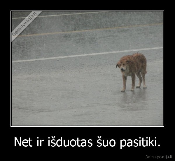 Net ir išduotas šuo pasitiki.