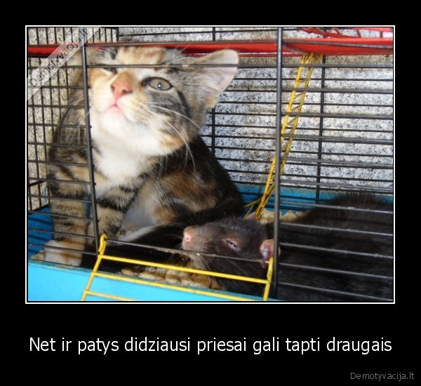 Net ir patys didziausi priesai gali tapti draugais