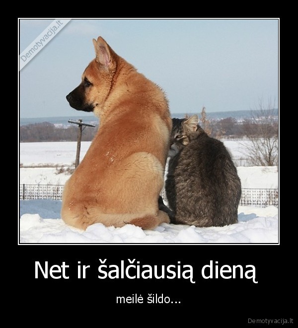 salciausia,diena,meile,sildo