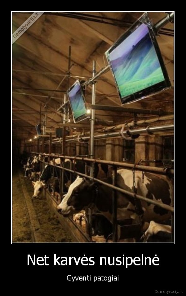 karves,tv,patogu,gyvunai