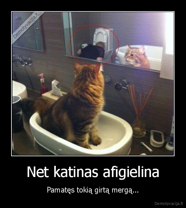 paneles,vemia,katinas,girta