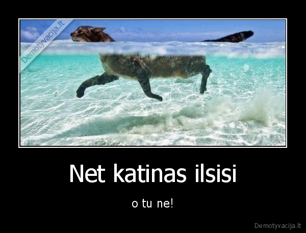 poilsis,atostogos,katinas