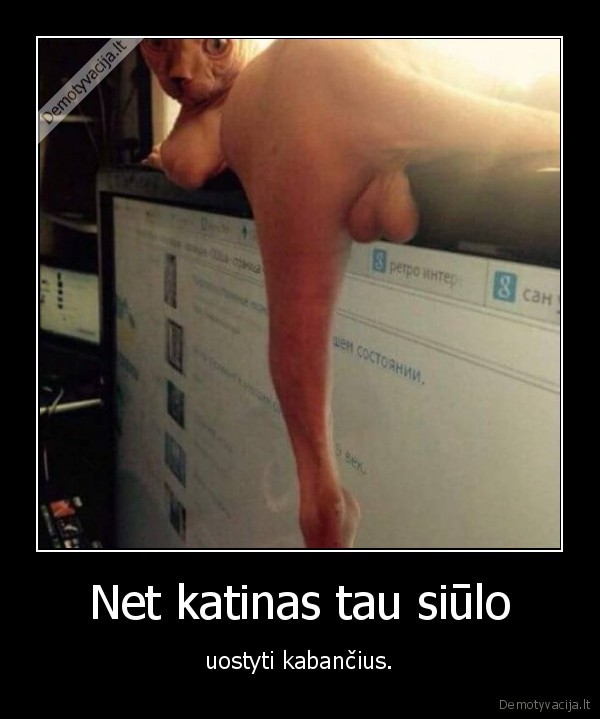 katinas,kiausai,kabantys