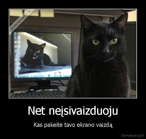 katinas, isdaigininkas,ekrano, vaizdas,wallpaper