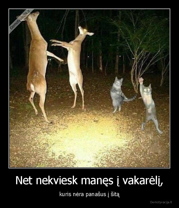 vakarelis,party,project, x,gyvunai,soka