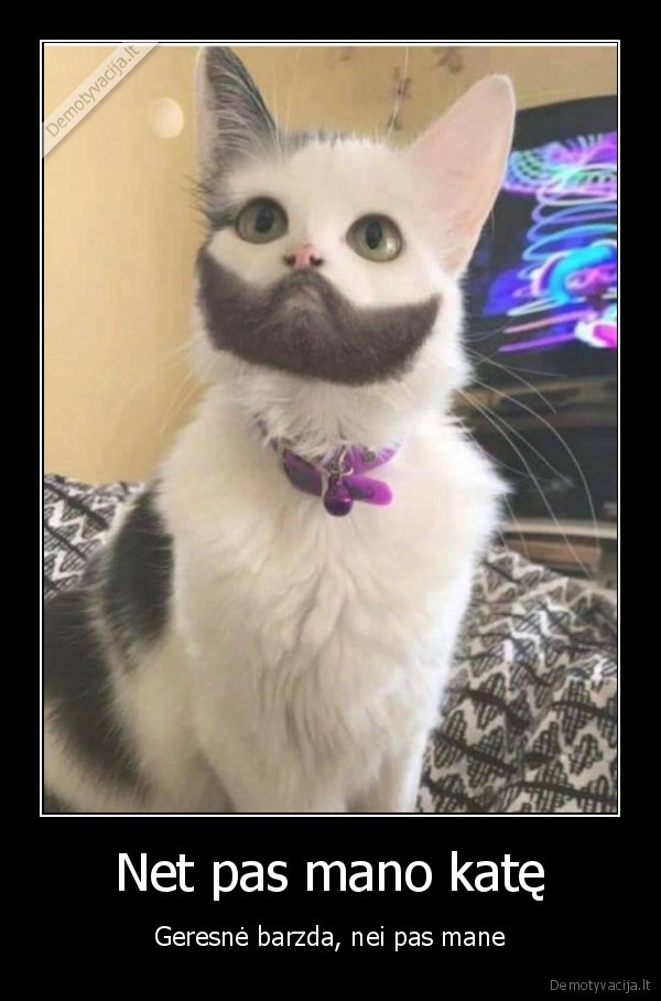 barzdota, kate,kaciukas