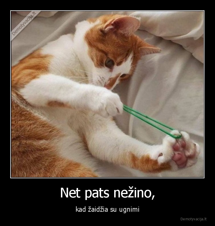 katinas,gumyte,zaidzia,su, ugnimi