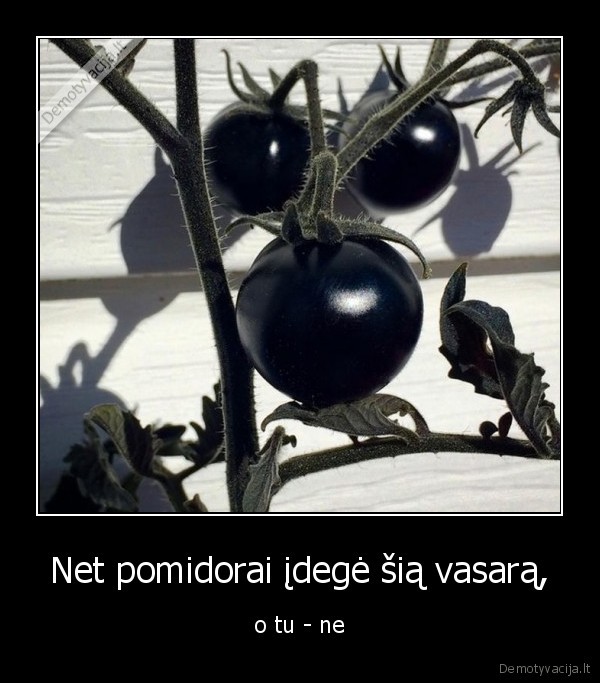 pomidoras,idegis