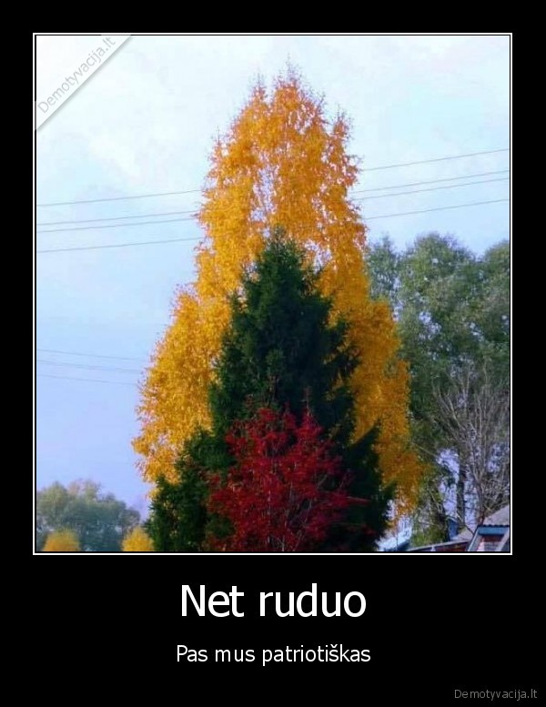 ruduo,trispalve,medziu, lapai