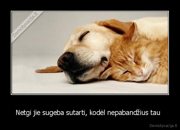 Netgi jie sugeba sutarti, kodėl nepabandžius tau  