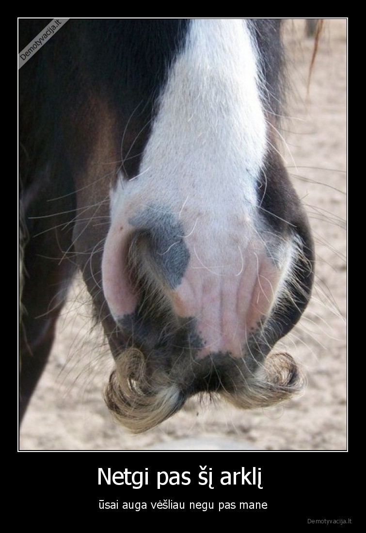 arklys,usai,veslus,plaukai