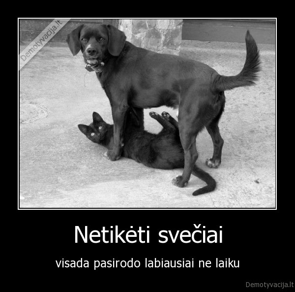 suo, ir, kate,sveciai,nelauktas, svecias,suo,kate