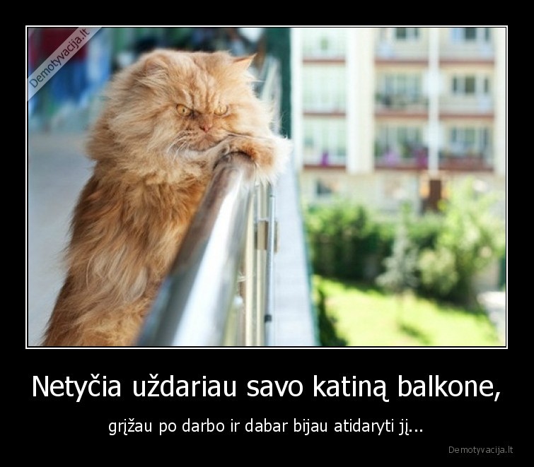balkonas,katinas,piktas