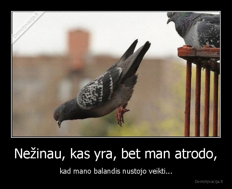 balandis,nustojo,veikti,uzstrigo