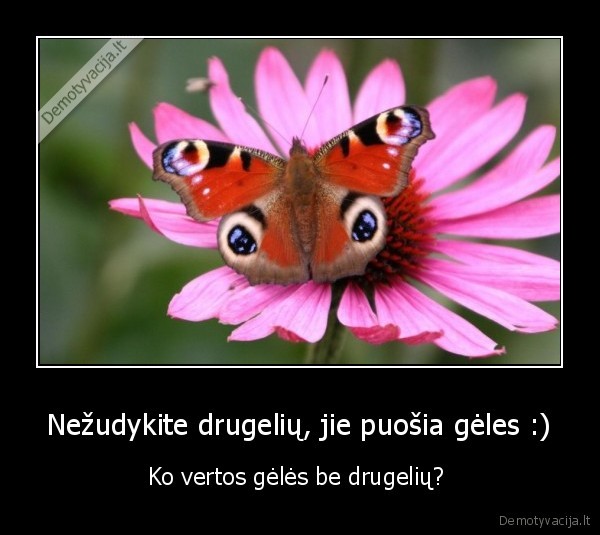 Nežudykite drugelių, jie puošia gėles :)