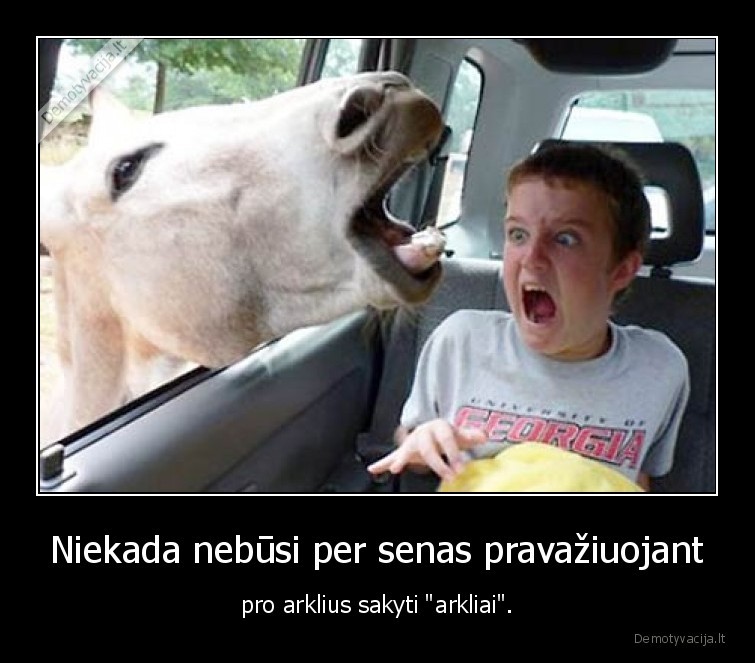 arkliai,amzius,sakymas,vaziavimas