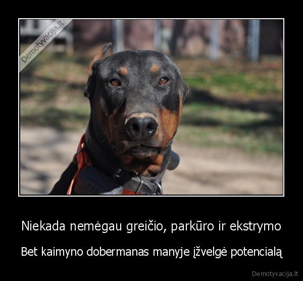 dobermanas,suo,ekstremalus, sportas