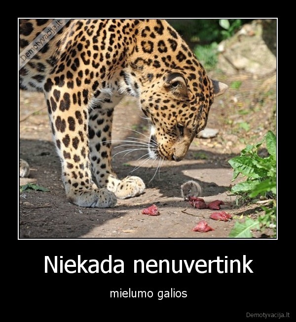 leopardas,pele,tigras