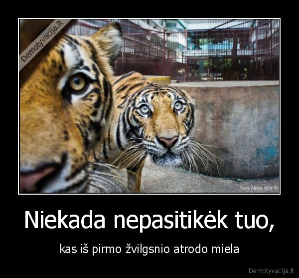 Niekada nepasitikėk tuo,