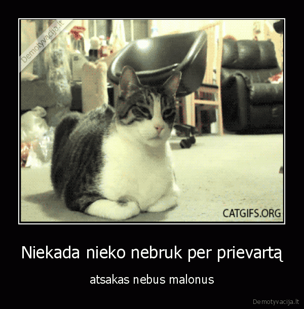 katinas,braske,katinui, duoda, braske